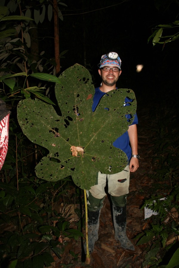 Diogo at night in the Amazon forest wearing a headlamp, holding a giant leaf