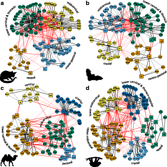 Figura 4 de Arnold et al. (2017): redes anatômicas do pescoço de quatro mamíferos (gambá-de-cauda-escovada, morcego, camelo-bactriano e preguiça-de-três-dedos), com os músculos e ossos como nós e os módulos de conectividade em cores diferentes.