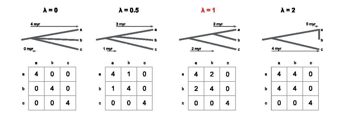 Figura 1 de Pearse et al. (2025): uma árvore de três espécies e a sua matriz C sob lambda igual a 0, 0,5, 1 e 2. Com lambda 0, estrela, covariâncias zero; com 0,5, covariância 1; com 1, a árvore original, covariância 2; com 2, a covariância chega a 4, igual à variância, e o ramo interno ocupa toda a altura da árvore.