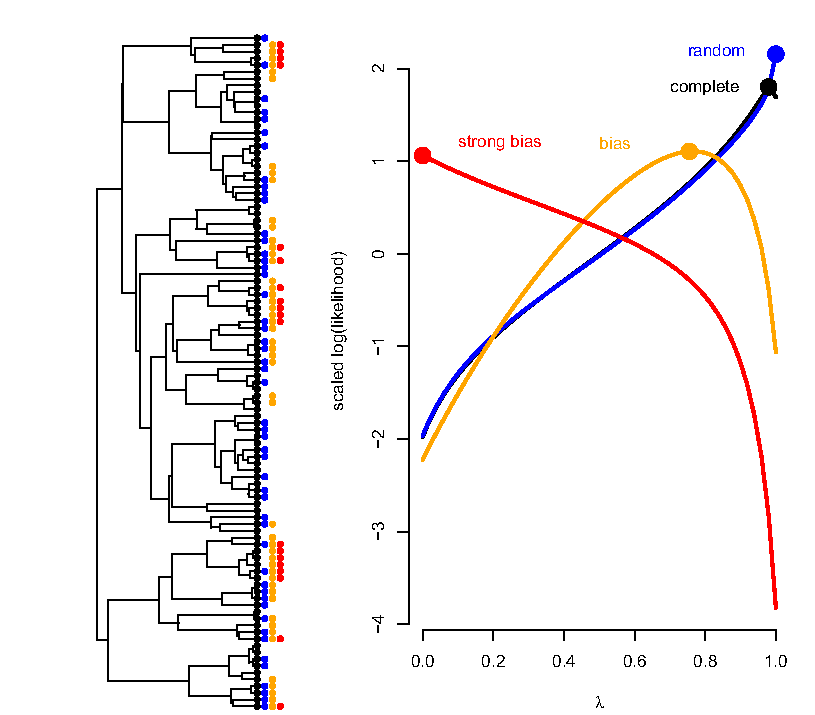 Figura 3 de Pearse et al. (2025): uma filogenia simulada com as espécies amostradas de quatro maneiras e os perfis de verossimilhança de lambda: com amostragem completa ou aleatória, a estimativa fica perto de 1, o valor verdadeiro; com amostragem enviesada pelo próprio atributo, a estimativa cai, e com viés forte vai a 0.