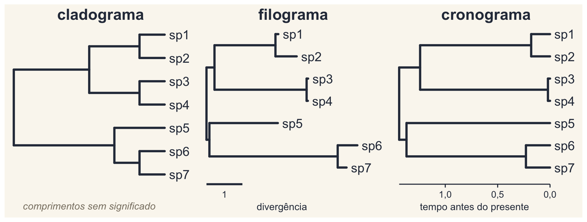 A árvore-guia desenhada de três formas: cladograma, com comprimentos sem significado; filograma, com ramos de comprimentos desiguais e pontas desalinhadas; e cronograma, com as pontas alinhadas no presente.