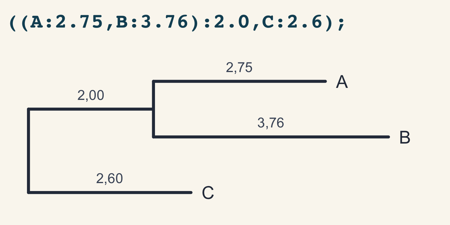 Árvore de três pontas em que A e B formam um clado com ramo de 2,0, irmão de C, com ramo de 2,6.