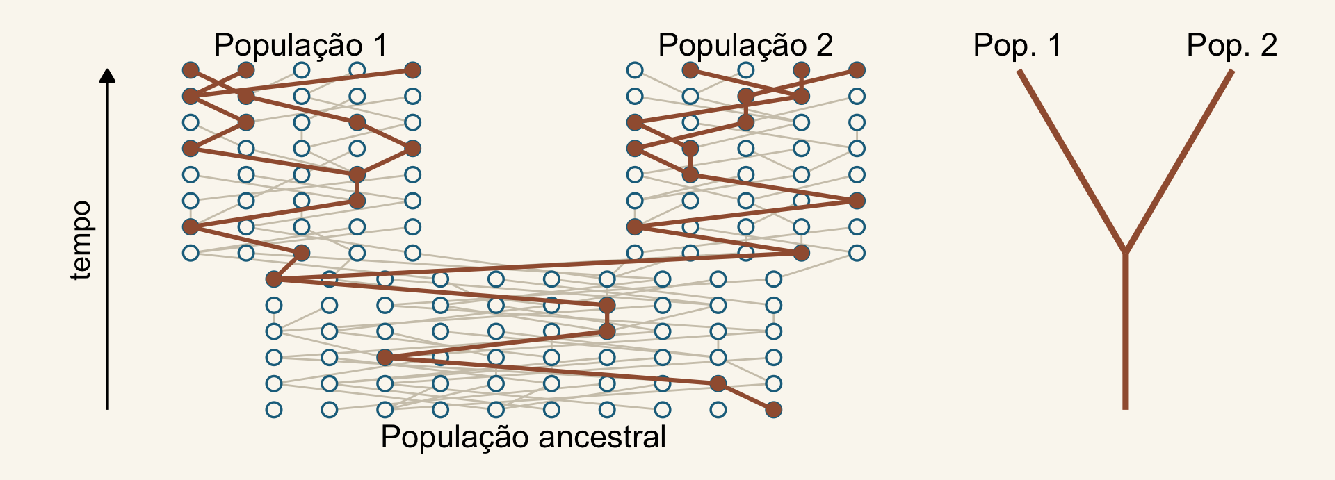 À esquerda, uma genealogia simulada: indivíduos (círculos) de uma população ancestral que se divide em duas, cada um ligado ao pai na geração anterior; as linhagens de três indivíduos amostrados em cada população, em ferrugem, se juntam primeiro dentro da própria população e depois na população ancestral. À direita, a árvore das duas populações.