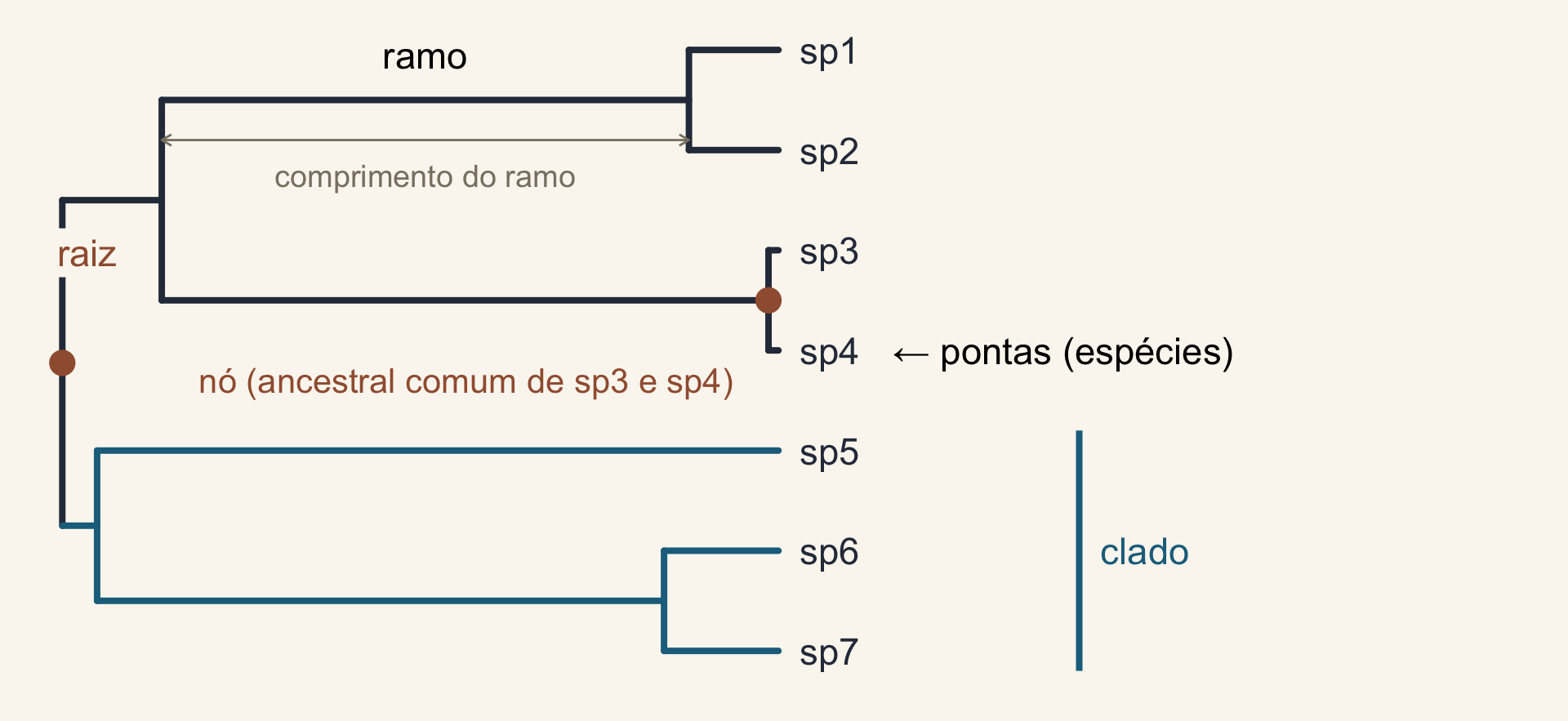 A árvore-guia anotada: a raiz à esquerda, um nó marcado como ancestral comum de sp3 e sp4, um ramo com seu comprimento, as pontas sp1 a sp7 e o clado sp5 a sp7 destacado em azul.