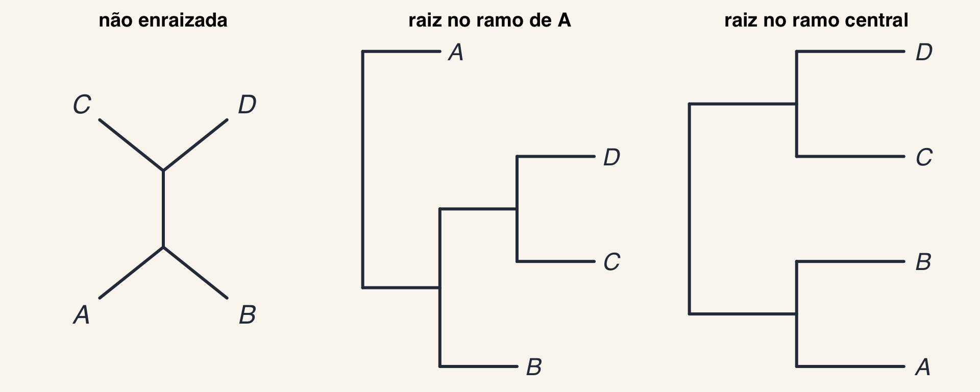 Três desenhos da mesma árvore de quatro espécies: não enraizada; enraizada no ramo de A, em que A fica igualmente aparentado a B, C e D; e enraizada no ramo central, em que A e B são irmãos, e C e D também.