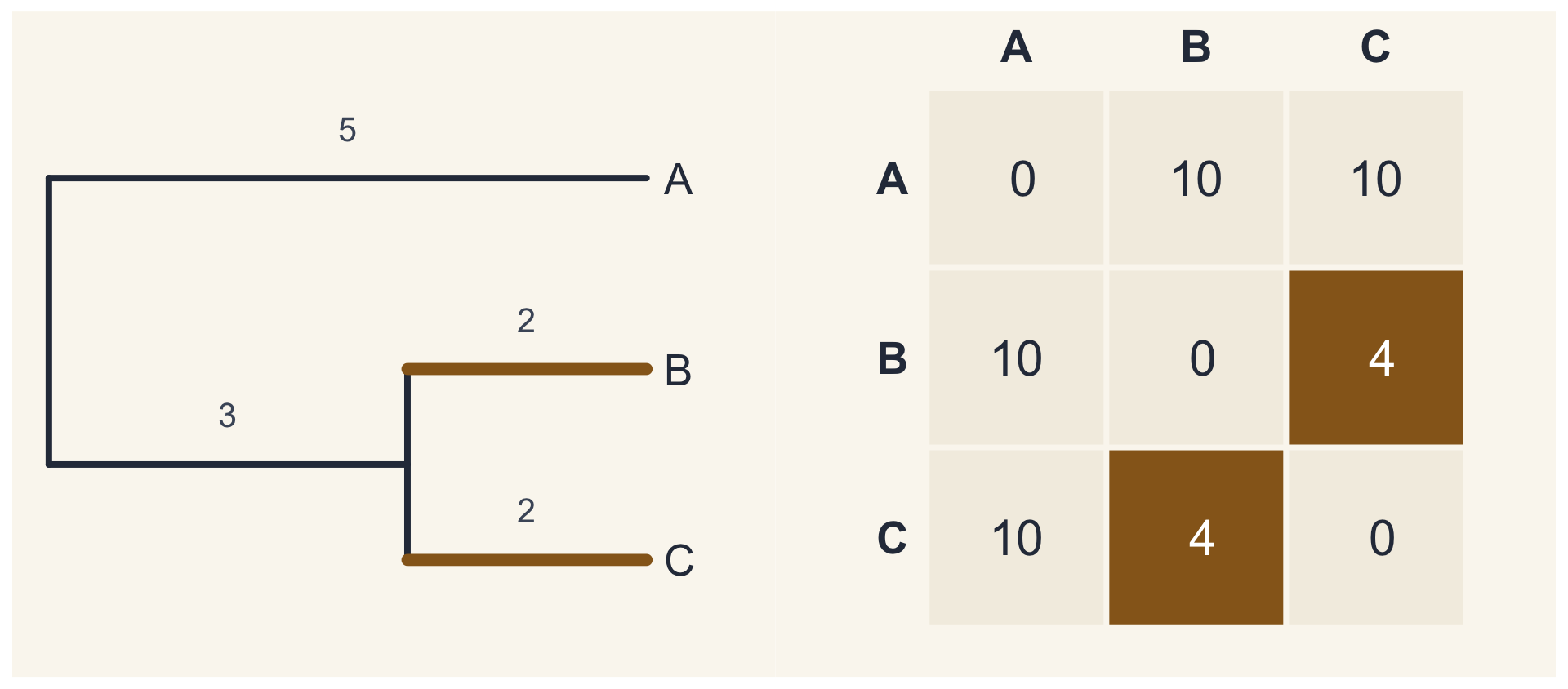 Os ramos de B e de C pintados; na matriz, a distância entre B e C, igual a 4, em destaque. A matriz completa: 0, 10, 10; 10, 0, 4; 10, 4, 0.