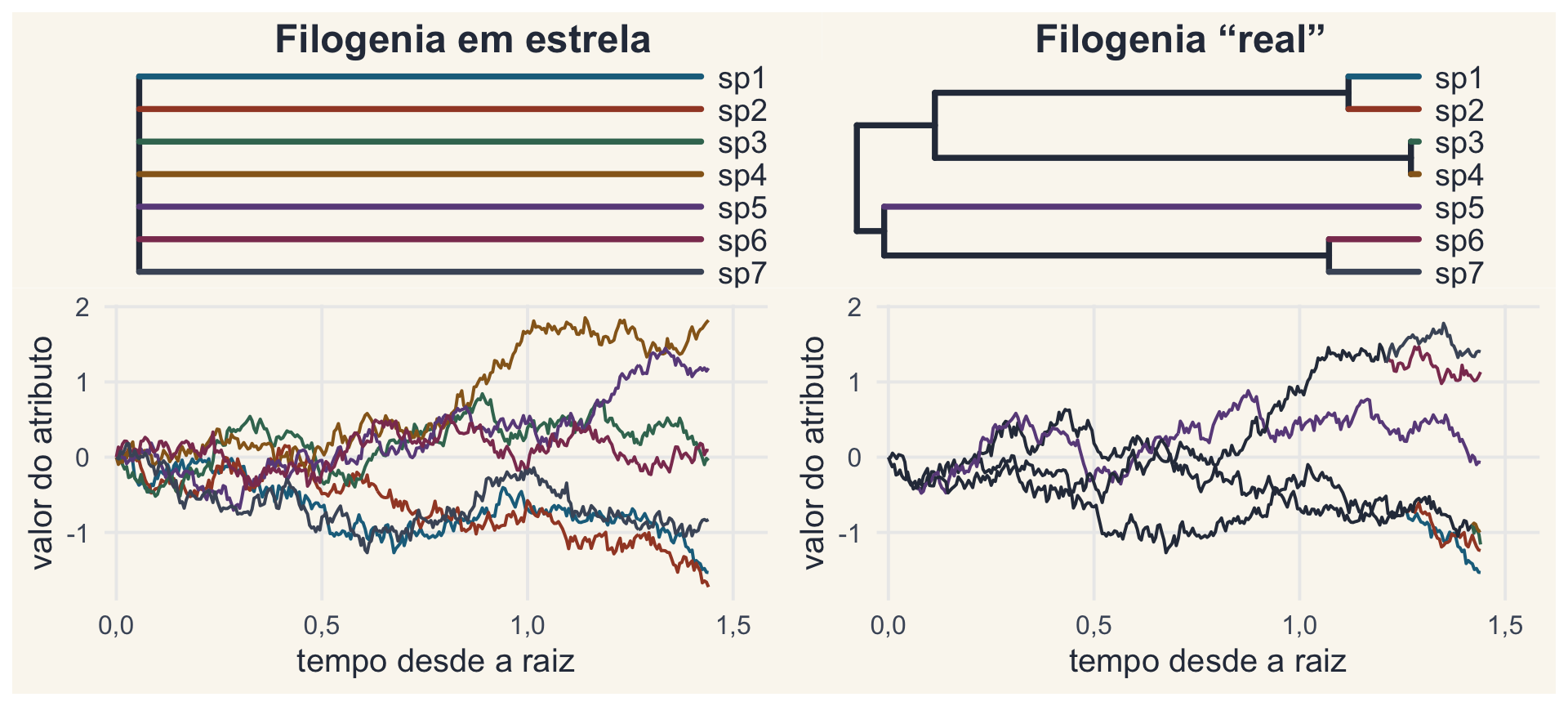 À esquerda, a filogenia em estrela, com as 7 espécies saindo da raiz, e embaixo o fenograma do BM: as 7 trajetórias se separam desde o início. À direita, a árvore-guia e o fenograma: as trajetórias das espécies irmãs seguem juntas até se separarem perto do fim.