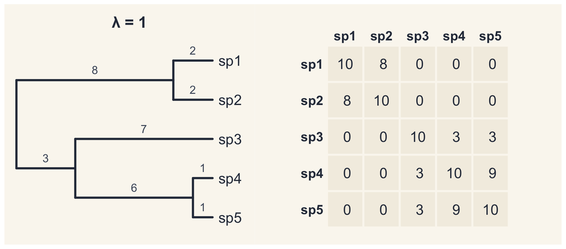 Árvore de cinco espécies com os comprimentos de ramo e a sua matriz C: variâncias 10 na diagonal; covariâncias 8 entre sp1 e sp2, 3 entre sp3 e as espécies 4 e 5, e 9 entre sp4 e sp5.