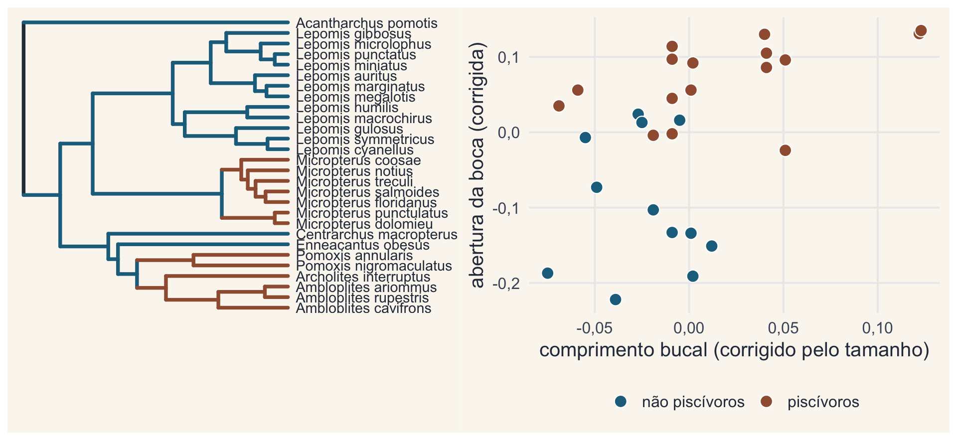 À esquerda, a filogenia de 28 espécies de Centrarchidae com os ramos piscívoros em vermelho e os não piscívoros em azul. À direita, abertura da boca contra comprimento bucal, ambos corrigidos pelo tamanho, com os piscívoros em vermelho.
