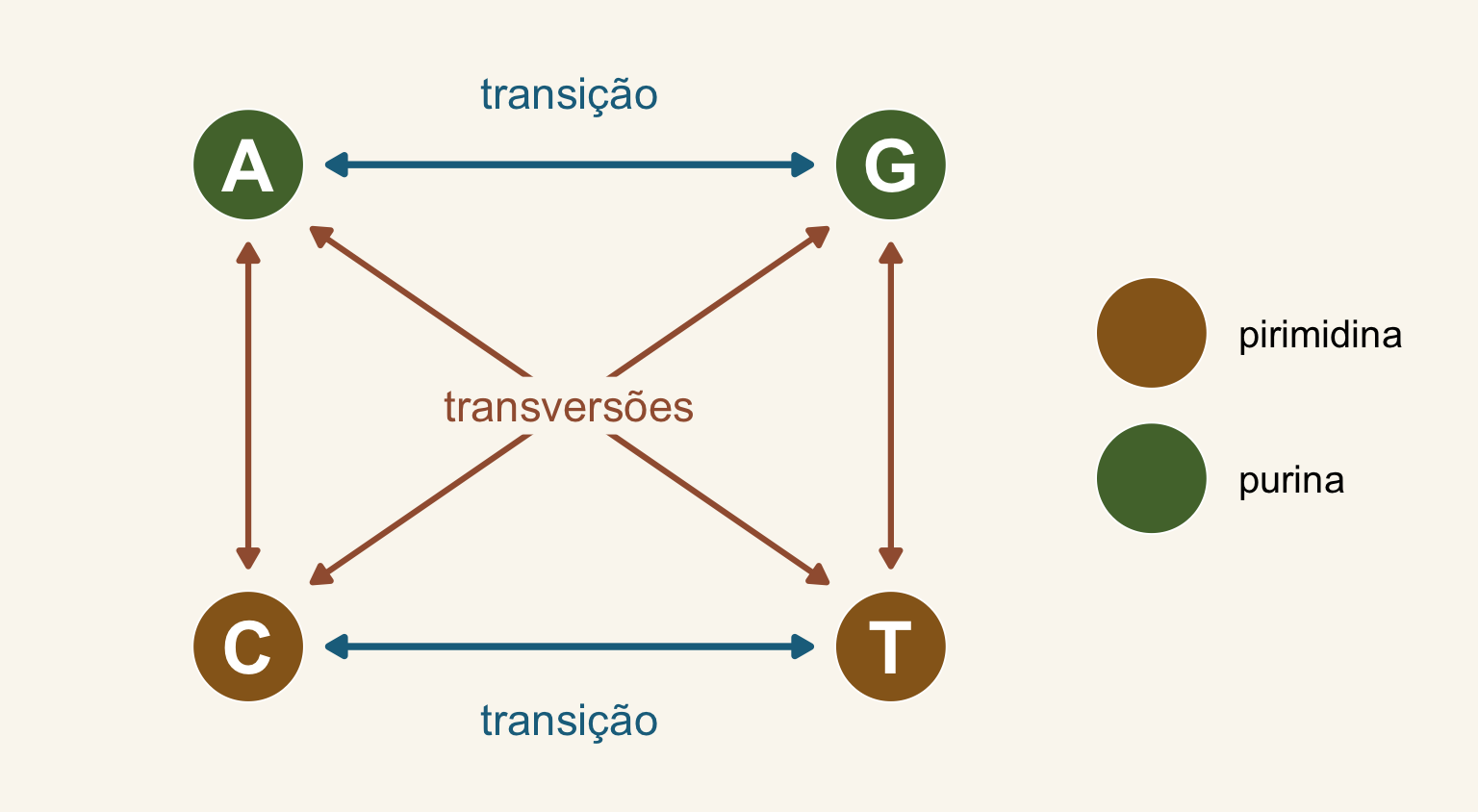 As quatro bases nos cantos de um quadrado: A e G (purinas, verdes) no alto, C e T (pirimidinas, ocres) embaixo. Setas azuis horizontais marcam as transições (purina para purina, pirimidina para pirimidina); setas ferrugem verticais e diagonais, as transversões.