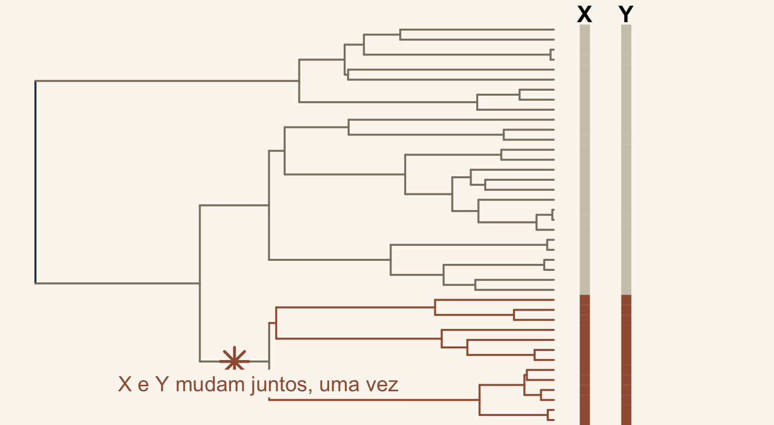 Árvore de 40 espécies em que um único ramo, marcado com uma estrela, leva a um clado cujas espécies têm X = 1 e Y = 1; todas as outras espécies têm X = 0 e Y = 0.