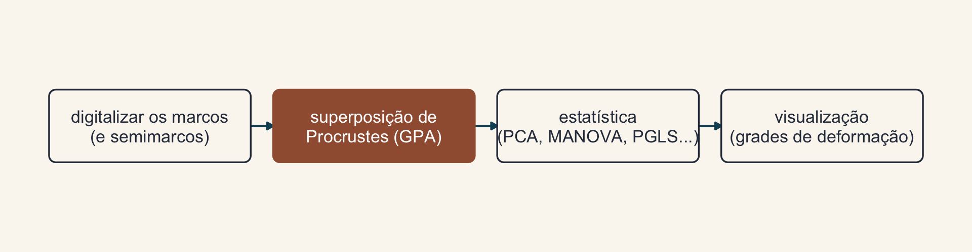 Quatro caixas em sequência: digitalizar os marcos e semimarcos; superposição de Procrustes; estatística, como PCA, MANOVA e PGLS; e visualização com grades de deformação.