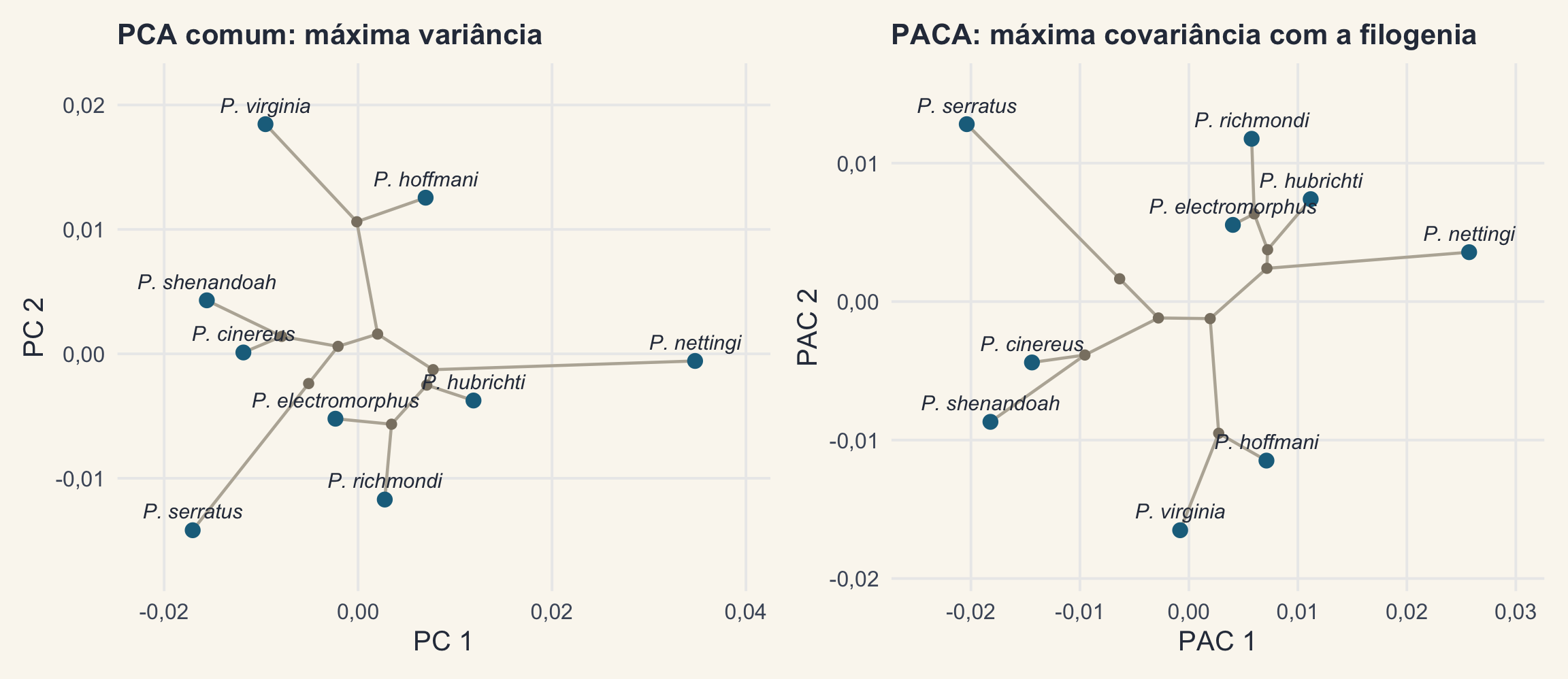 Dois filomorfoespaços da forma da cabeça de nove espécies de Plethodon. À esquerda, a PCA comum, com P. nettingi isolada no PC1. À direita, a PACA, com P. serratus e P. nettingi nos extremos do PAC 1 e as espécies reorganizadas no espaço.